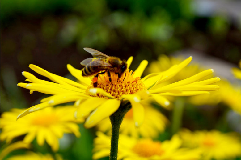 Pollinisation : les meilleures plantes mellifères pour venir en aide aux abeilles et autres insectes pollinisateurs