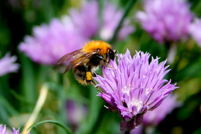 Pollinisation : les meilleures plantes mellifères pour venir en aide aux abeilles et autres insectes pollinisateurs