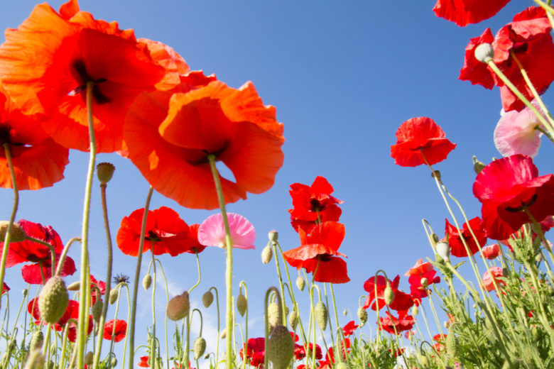 Le coquelicot, fleur essentielle à la biodiversité