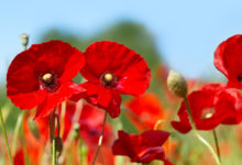 Le coquelicot, fleur essentielle à la biodiversité