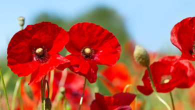 Le coquelicot, fleur essentielle à la biodiversité