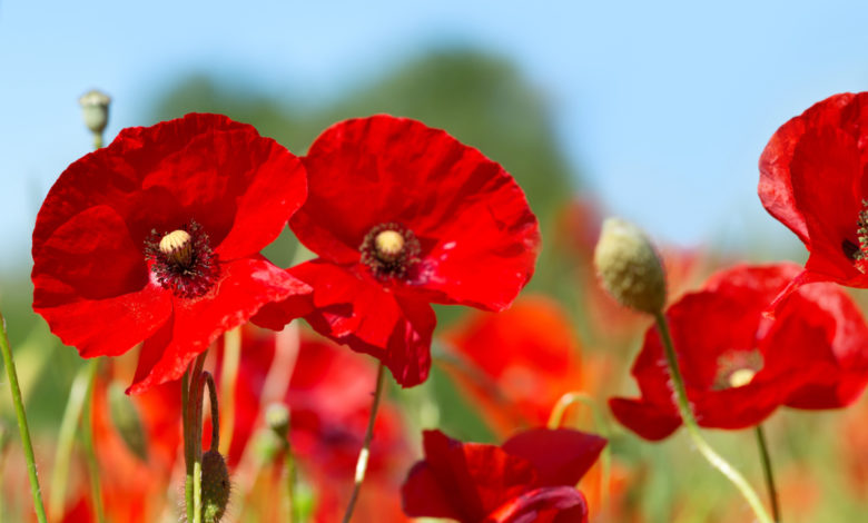 Le coquelicot, fleur essentielle à la biodiversité