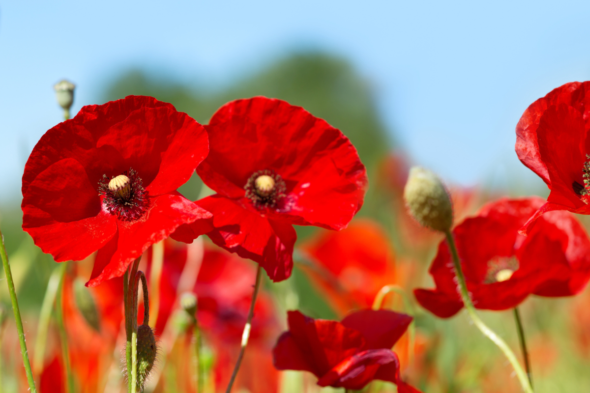 Le coquelicot, fleur essentielle à la biodiversité