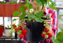 Un potager en pot ? Oui c'est possible avec ces 7 plantes qui poussent aussi bien en pots qu'au potager !