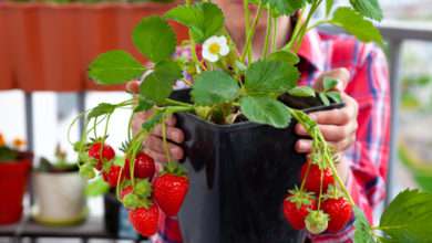 Un potager en pot ? Oui c'est possible avec ces 7 plantes qui poussent aussi bien en pots qu'au potager !