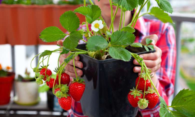 Un potager en pot ? Oui c'est possible avec ces 7 plantes qui poussent aussi bien en pots qu'au potager !