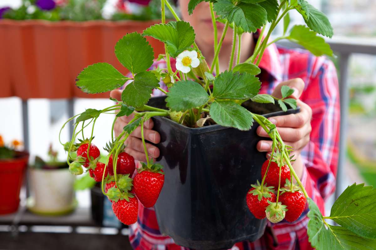 Un potager en pot ? Oui c'est possible avec ces 7 plantes qui poussent aussi bien en pots qu'au potager !