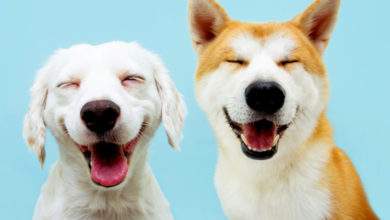 Deux chiens heureux