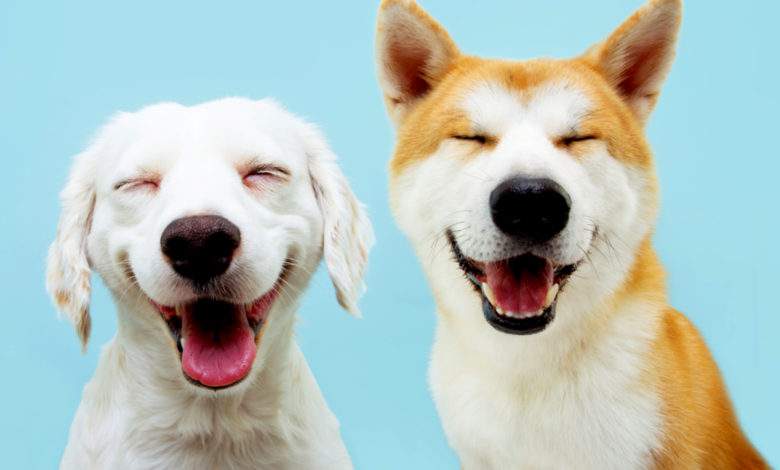 Deux chiens heureux