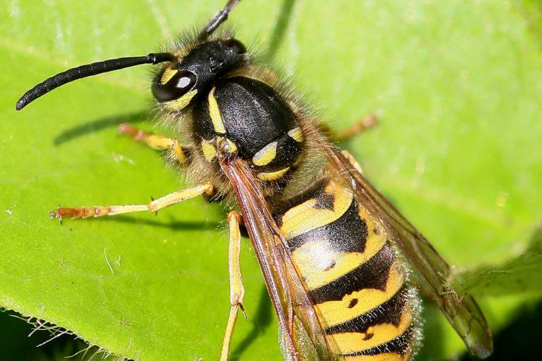 Six insectes vitaux à faire revenir dans nos jardins potagers