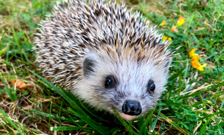 5 petites astuces d’aménagement de votre jardin pour les hérissons !