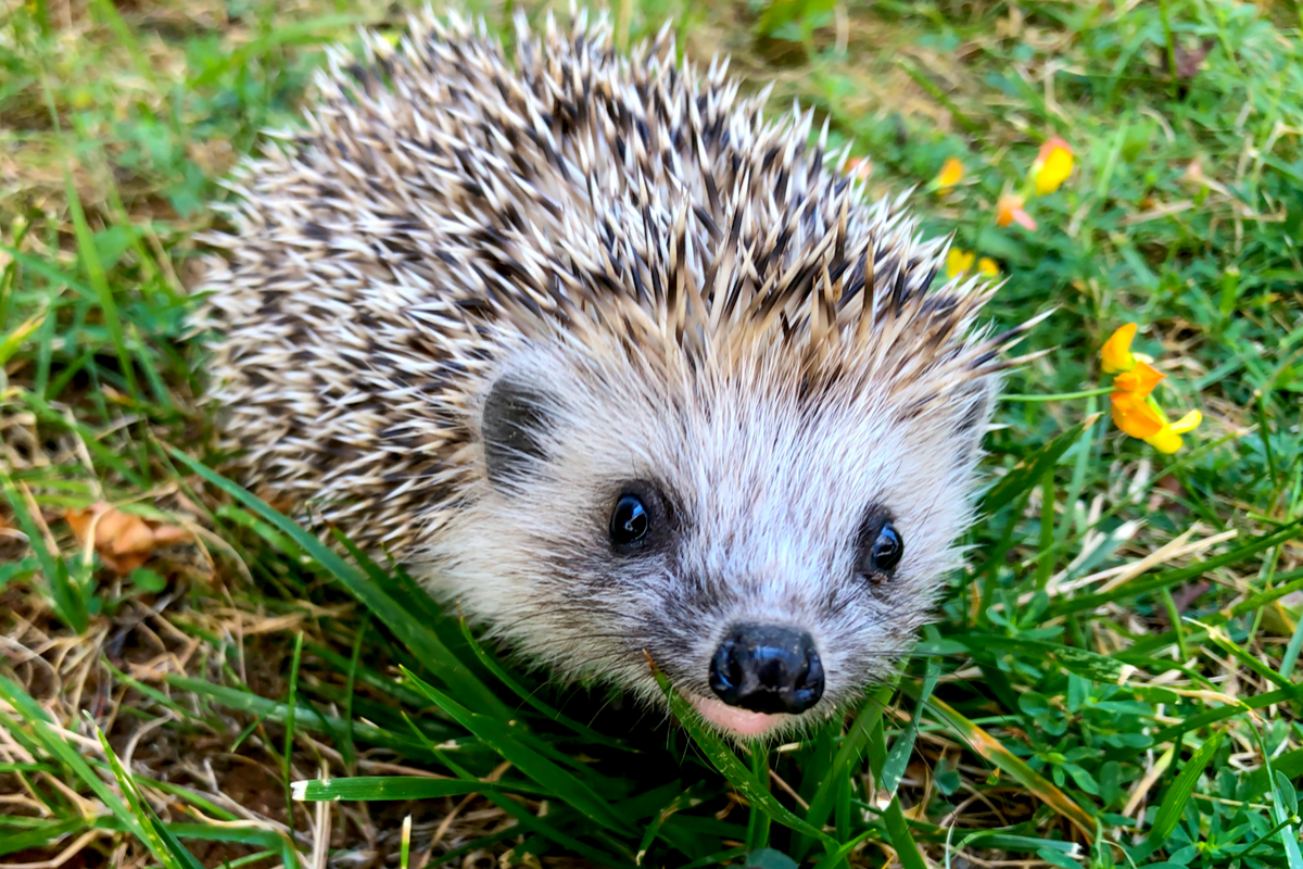 5 petites astuces d’aménagement de votre jardin pour les hérissons !