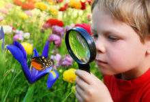 Six insectes vitaux à faire revenir dans nos jardins potagers