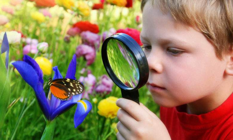 Six insectes vitaux à faire revenir dans nos jardins potagers