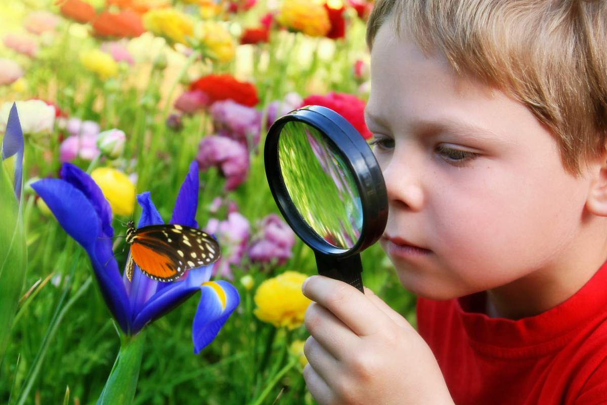 Six insectes vitaux à faire revenir dans nos jardins potagers