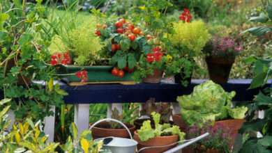 Un potager en pot ? Oui c'est possible avec ces 7 plantes qui poussent aussi bien en pots qu'au potager !