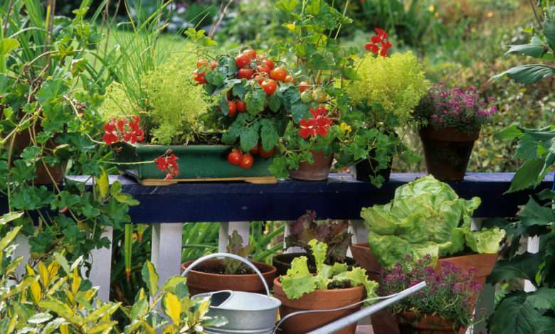 Un potager en pot ? Oui c'est possible avec ces 7 plantes qui poussent aussi bien en pots qu'au potager !