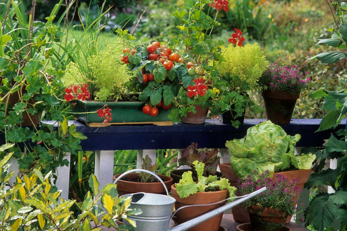 Un potager en pot ? Oui c'est possible avec ces 7 plantes qui poussent aussi bien en pots qu'au potager !