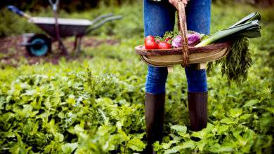 Voici quelques astuces pour adopter le zéro déchet dans votre jardin !