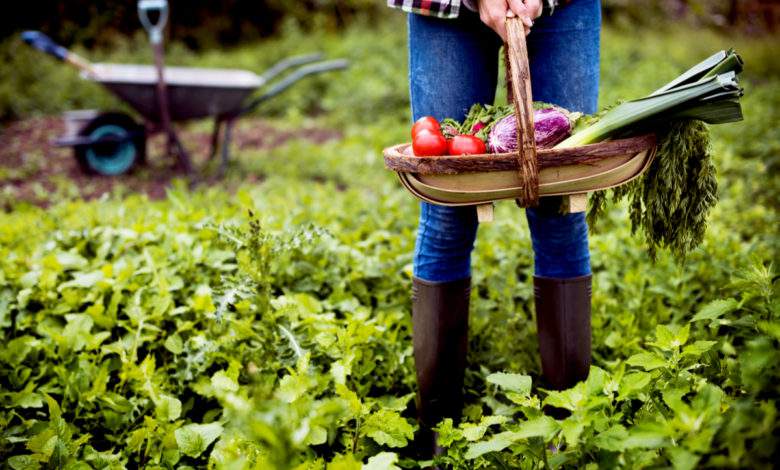 Voici quelques astuces pour adopter le zéro déchet dans votre jardin !
