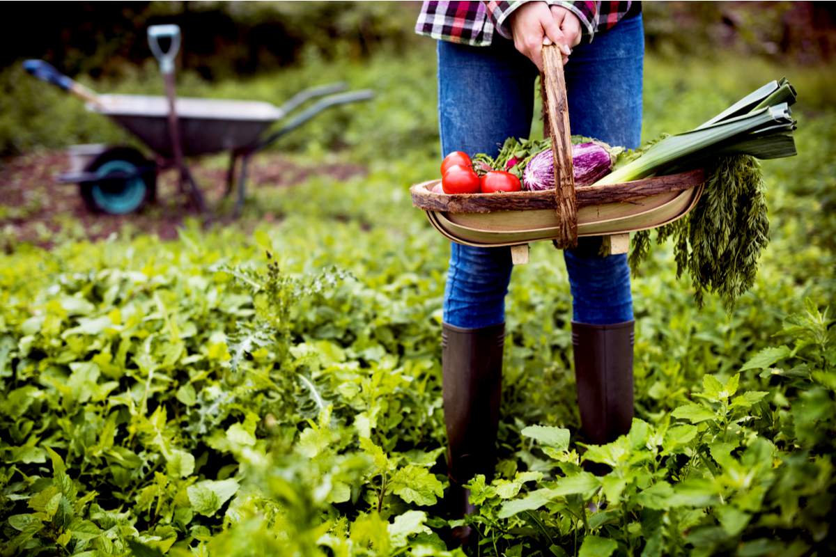 Voici quelques astuces pour adopter le zéro déchet dans votre jardin !