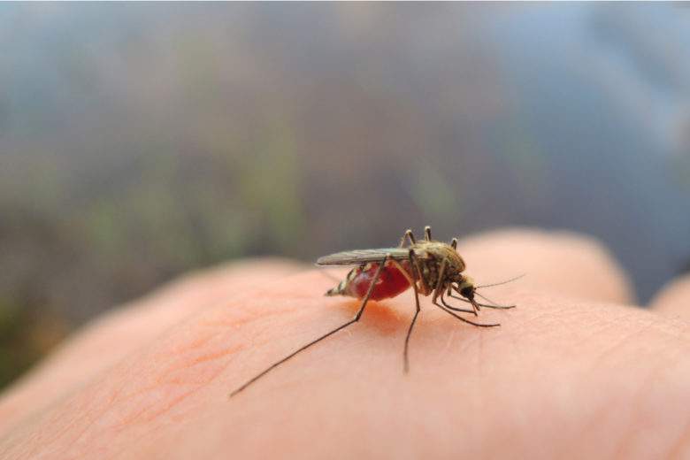 Pourquoi les moustiques vous piquent et ne touchent pas votre voisin ?