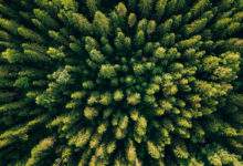 Le Pakistan veut planter 10 milliards d'arbres pour lutter contre le réchauffement climatique
