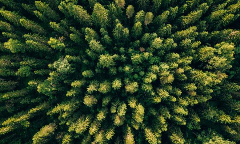 Le Pakistan veut planter 10 milliards d'arbres pour lutter contre le réchauffement climatique