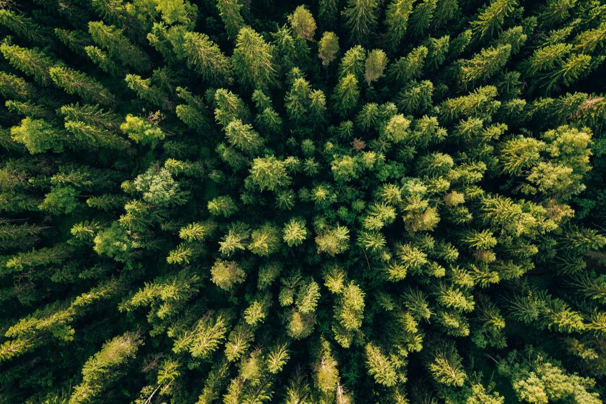 Le Pakistan veut planter 10 milliards d'arbres pour lutter contre le réchauffement climatique