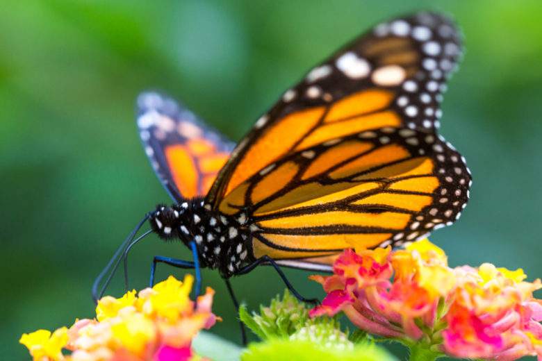 Six insectes vitaux à faire revenir dans nos jardins potagers