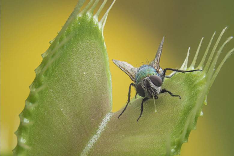 Des plantes carnivores pour venir à bout des mouches... En voilà une bonne idée !