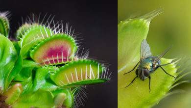 Des plantes carnivores pour venir à bout des mouches... En voilà une bonne idée !