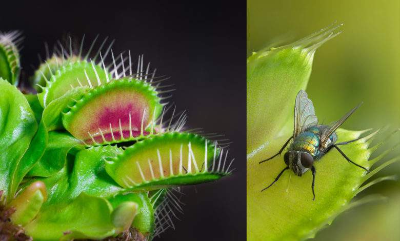 Des plantes carnivores pour venir à bout des mouches... En voilà une bonne idée !