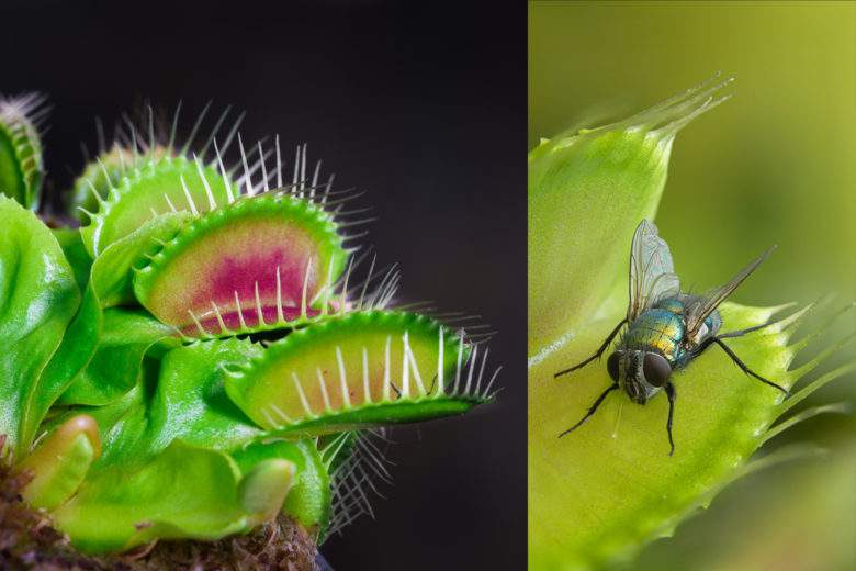 Des plantes carnivores pour venir à bout des mouches... En voilà une bonne idée !
