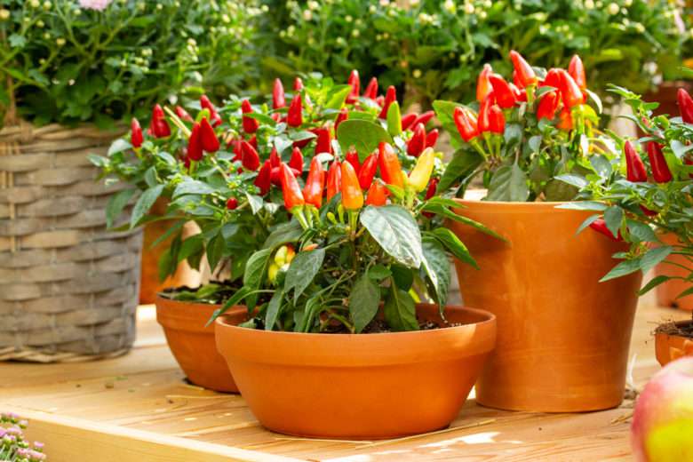 Un potager en pot ? Oui c'est possible avec ces 7 plantes qui poussent aussi bien en pots qu'au potager !