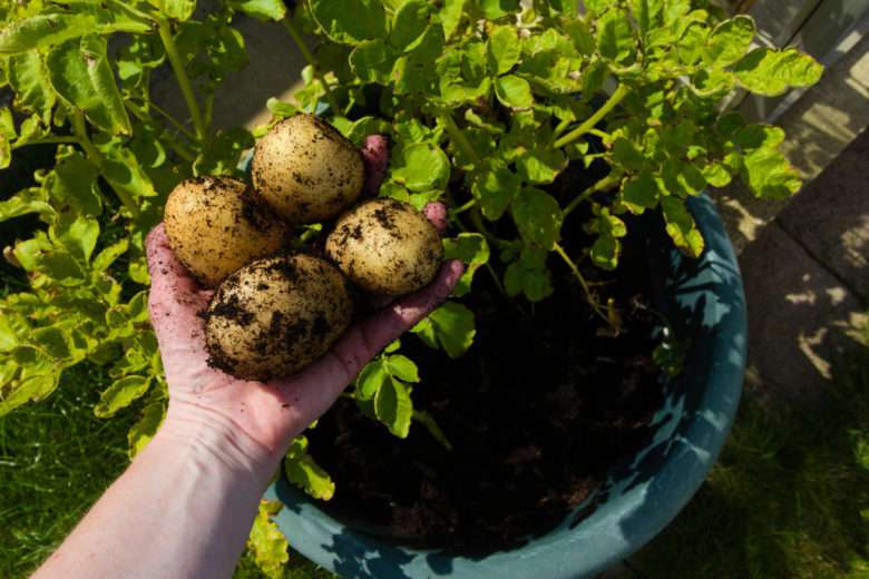 Un potager en pot ? Oui c'est possible avec ces 7 plantes qui poussent aussi bien en pots qu'au potager !