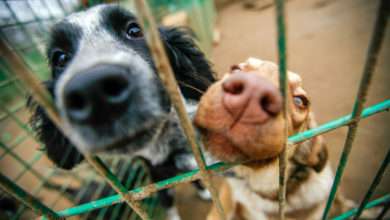 La Société Protectrice des Animaux lance un cri d’alerte contre les abandons