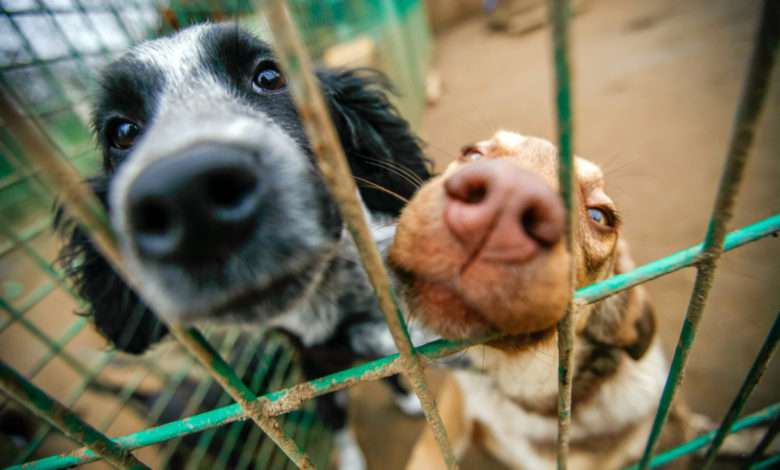 La Société Protectrice des Animaux lance un cri d’alerte contre les abandons