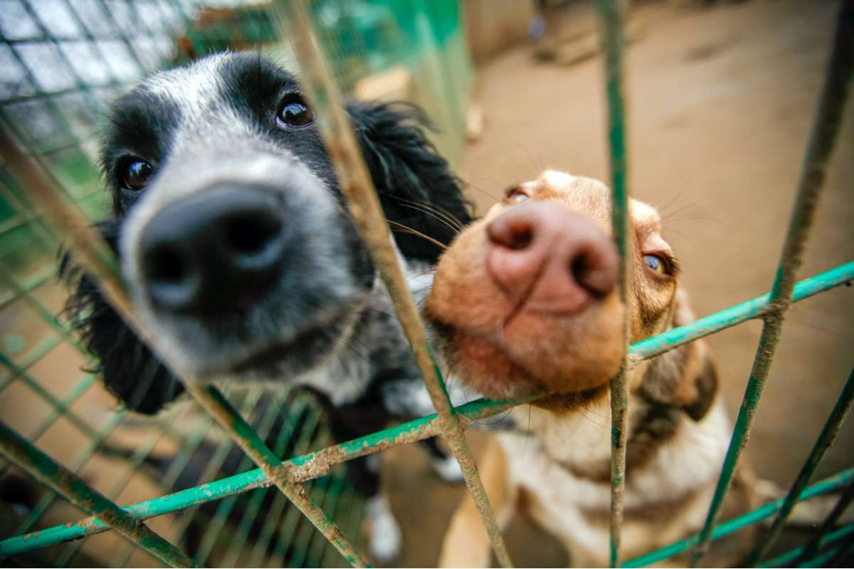 La Société Protectrice des Animaux lance un cri d’alerte contre les abandons