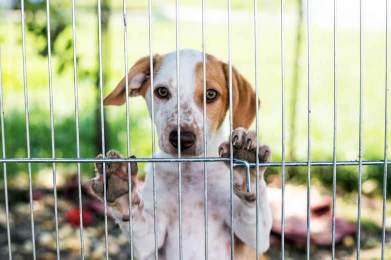 La Société Protectrice des Animaux lance un cri d’alerte contre les abandons