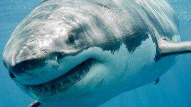 Deep Blue, le plus grand requin blanc du monde !