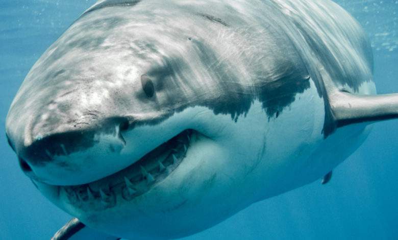Deep Blue, le plus grand requin blanc du monde !