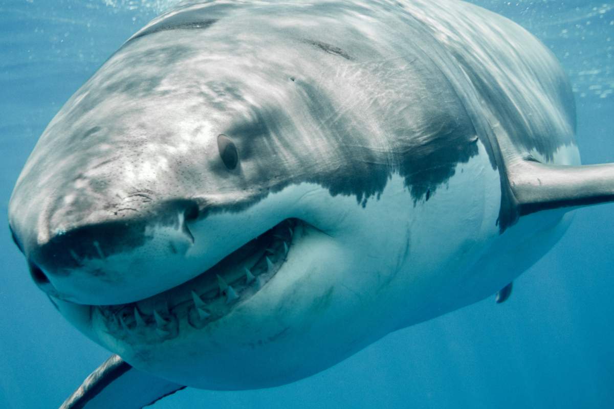 Deep Blue, le plus grand requin blanc du monde !
