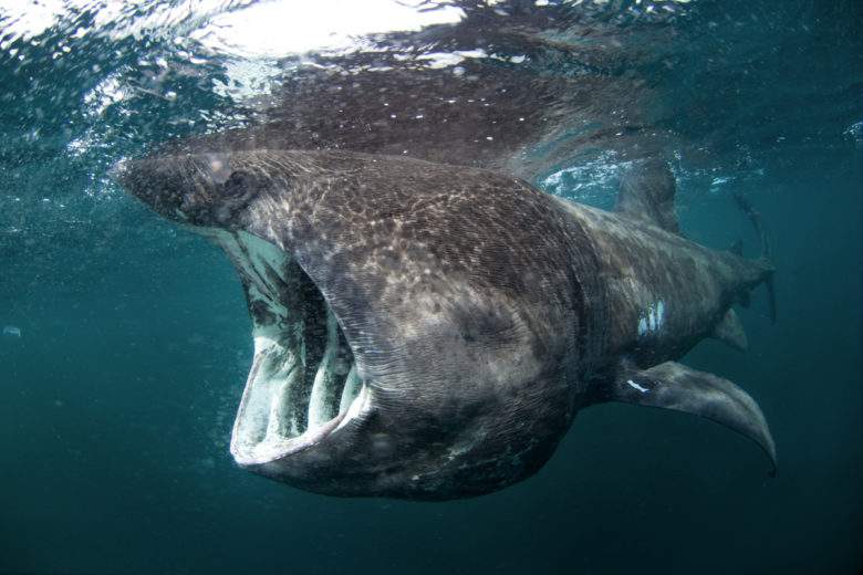 Les plus gros requins du monde existants, ou ayant existés