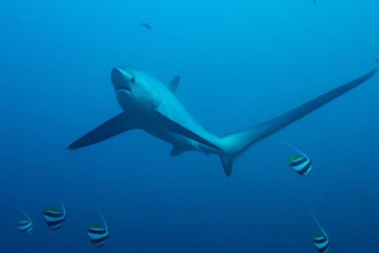 Les plus gros requins du monde existants, ou ayant existés