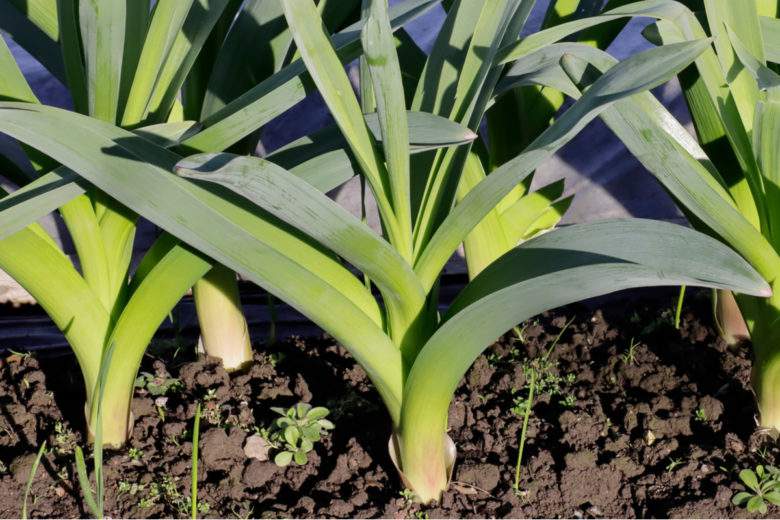 Jardin potager : ces 7 plantes perpétuelles repoussent à l'infini, sans aucun effort de votre part !