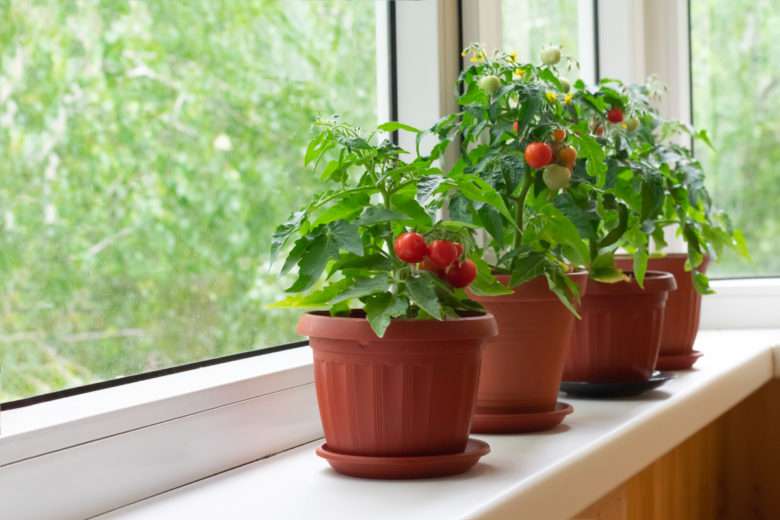 Un potager en pot ? Oui c'est possible avec ces 7 plantes qui poussent aussi bien en pots qu'au potager !