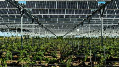 Agrivoltaïsme : des panneaux solaires pour protéger les vignes du réchauffement climatique