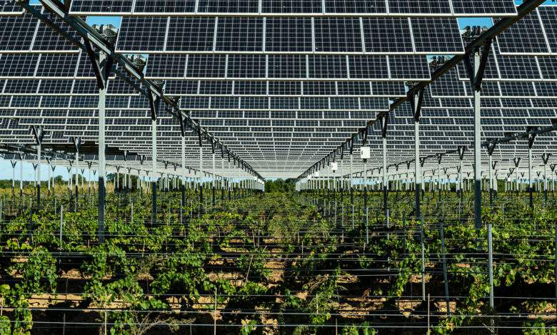 Agrivoltaïsme : des panneaux solaires pour protéger les vignes du réchauffement climatique