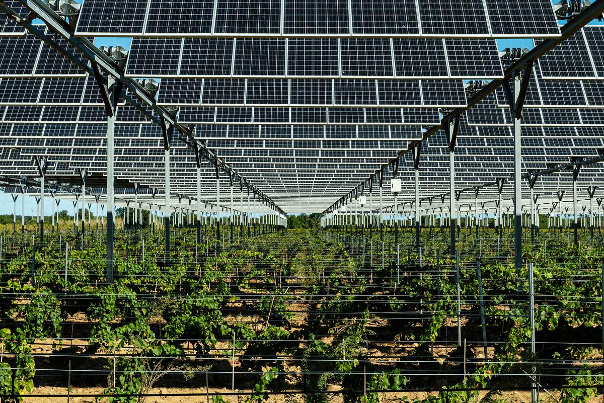 Agrivoltaïsme : des panneaux solaires pour protéger les vignes du réchauffement climatique